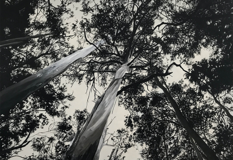 watts_eucalypt-forest_138x102
