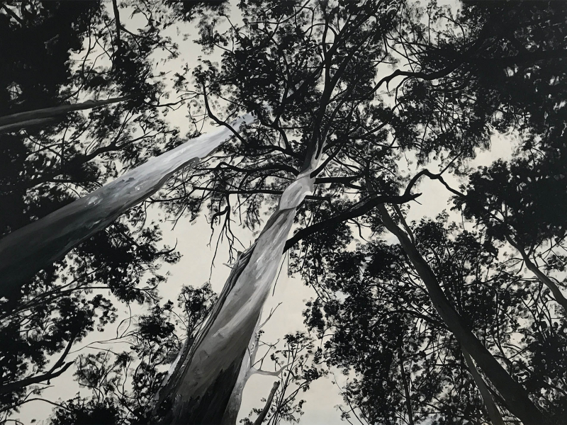 watts_eucalypt-forest_138x102